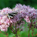 <em>Eupatorium cannabinum</em> Loefl. ex L. 14/08/2009