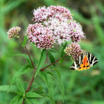 <em>Eupatorium cannabinum</em> Loefl. ex L. 17/08/2009