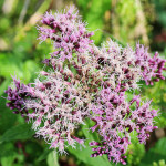 Eupatorium cannabinum Loefl. ex L. 29/08/2009