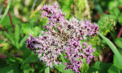 Eupatorium cannabinum Loefl. ex L. 29/08/2009