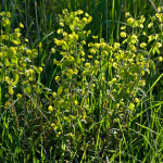 <em>Euphorbia amygdaloides</em> Loefl. ex L. 30/04/2010