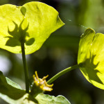 <em>Euphorbia amygdaloides</em> Loefl. ex L. 30/04/2010