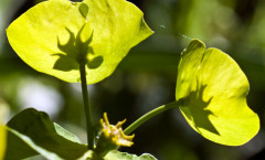 Euphorbia amygdaloides Loefl. ex L. 30/04/2010