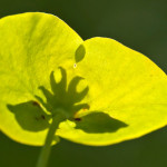 <em>Euphorbia amygdaloides</em> Loefl. ex L. 30/04/2010