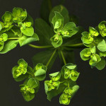 <em>Euphorbia helioscopia</em> Loefl. ex L. 09/08/2010