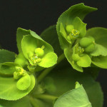 <em>Euphorbia helioscopia</em> Loefl. ex L. 09/08/2010
