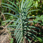 <em>Euphorbia lathyris</em> L. 16/08/2010