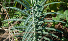 Euphorbia lathyris L. 16/08/2010