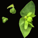 <em>Euphorbia peplus</em> L. 30/07/2008