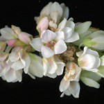 <em>Fagopyrum esculentum</em> L. 01/07/2008