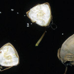 <em>Fagopyrum esculentum</em> L. 18/09/2008