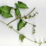 <em>Fallopia convolvulus</em> (L.) Á.Löve 18/08/2010