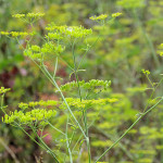 <em>Foeniculum vulgare</em> Mill. 17/08/2009