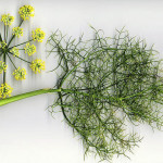 <em>Foeniculum vulgare</em> Mill. 30/07/2008