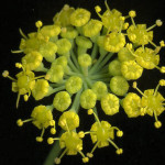 <em>Foeniculum vulgare</em> Mill. 30/07/2008