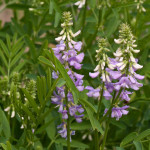 <em>Galega officinalis</em> L. 25/06/2010