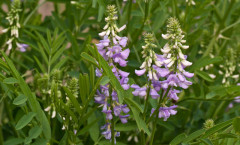 Galega officinalis L. 25/06/2010