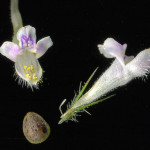 <em>Galeopsis tetrahit</em> L. 23/07/2008