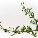 <em>Galium aparine</em> L. 18/08/2010