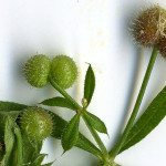 <em>Galium aparine</em> L. 18/08/2010