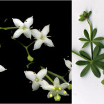 <em>Galium mollugo</em> L. 12/09/2007