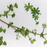 <em>Galium mollugo</em> L. 12/09/2007