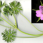 <em>Geranium dissectum</em> L. 08/05/2008