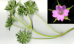 Geranium dissectum L. 08/05/2008