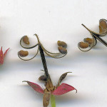 <em>Geranium dissectum</em> L. 20/07/2008