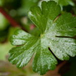 <em>Geranium lucidum</em> L. 13/05/2010