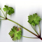 <em>Geranium lucidum</em> L. 16/04/2008