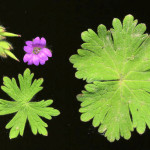 <em>Geranium molle</em> L. 26/04/2008