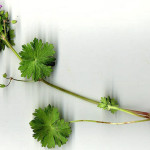 <em>Geranium molle</em> L. 26/04/2008