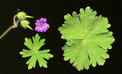 Geranium molle L. 26/04/2008