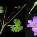 <em>Geranium pyrenaicum</em> Burm.f. 28/08/2007