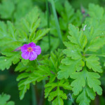 Geranium robertianum L. 18/04/2011