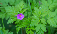 Geranium robertianum L. 18/04/2011