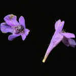 <em>Glechoma hederacea</em> L. 31/03/2008