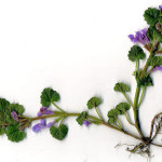 Glechoma hederacea L. 31/03/2008