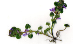 Glechoma hederacea L. 31/03/2008