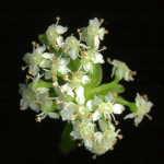 <em>Helosciadium nodiflorum</em> (L) W D.J.Koch