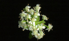 Helosciadium nodiflorum (L) W D.J.Koch