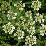 Heracleum sphondylium L. 07/08/2007