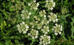 Heracleum sphondylium L. 07/08/2007