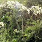 <em>Heracleum sphondylium</em> L. 26/08/2007