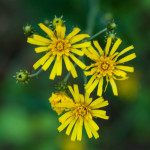 Hieracium umbellatum L. 15/08/2009