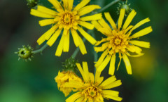 Hieracium umbellatum L. 15/08/2009