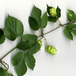 <em>Humulus lupulus</em> L. 05/09/2009