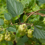 <em>Humulus lupulus</em> L. 05/09/2009