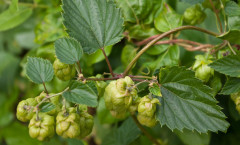 Humulus lupulus L. 05/09/2009